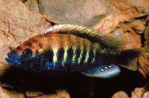 Image of Haplochromis nyererei 