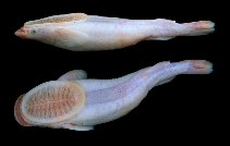 Image of Remora albescens (White suckerfish)