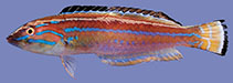 Image of Halichoeres inornatus (Cape wrasse)