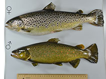 Image of Salmo labrax (Black Sea salmon)