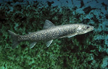Image of Salvelinus namaycush (Lake trout)