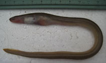 Image of Scolecenchelys macroptera (Narrow worm eel)