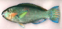 Image of Scarus rivulatus (Rivulated parrotfish)