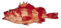 Image of Sebastes babcocki (Redbanded rockfish)