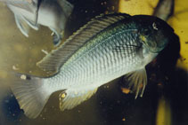 Image of Pseudosimochromis curvifrons 