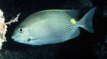 Image of Siganus lineatus (Golden-lined spinefoot)