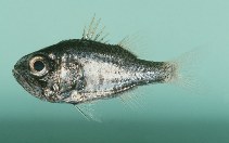 Image of Siphamia spinicola (Reef siphonfish)