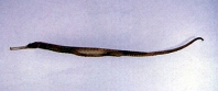 Image of Solegnathus hardwickii (Hardwicke\