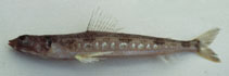 Image of Synodus hoshinonis (Blackear lizardfish)