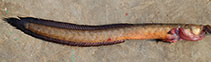 Image of Taenioides buchanani (Burmese gobyeel)