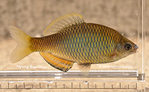 Image of Tanakia latimarginata 