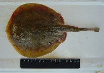 Image of Urobatis maculatus (Spotted round ray)