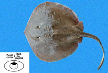 Image of Urotrygon rogersi (Thorny stingray)