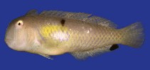Image of Iniistius melanopus (Yellowpatch razorfish)