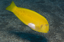 Image of Xyrichtys sanctaehelenae (Yellow razorfish)