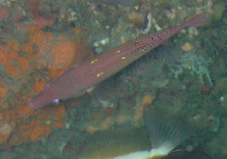 Bodianus diana 00441.JPG