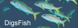 DigsFish