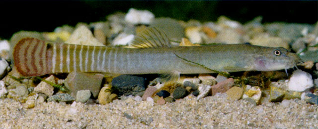 Aborichthys elongatus