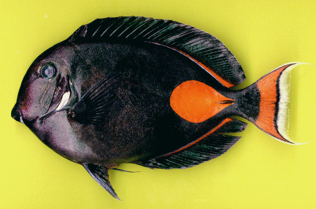 Acanthurus achilles