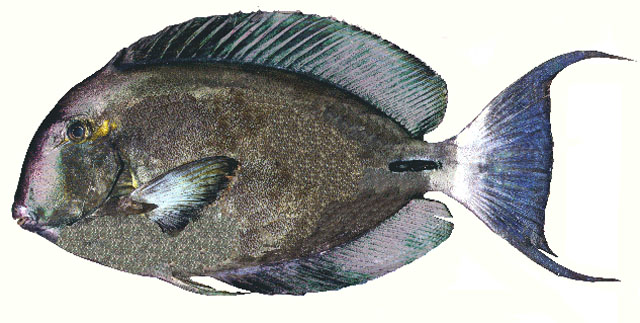 Acanthurus blochii