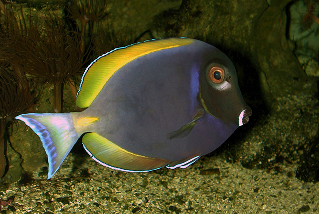 Acanthurus leucosternon