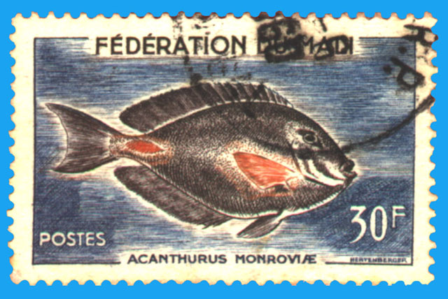 Acanthurus monroviae