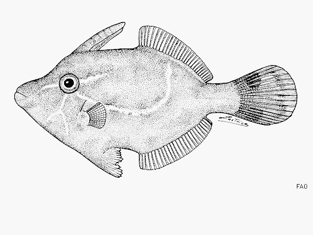 Acreichthys tomentosus
