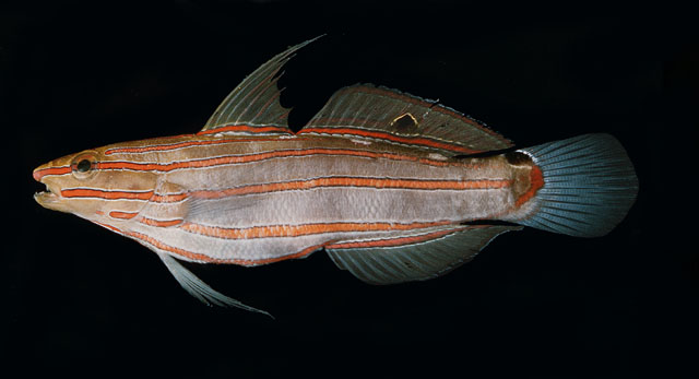 Koumansetta rainfordi