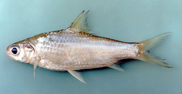 Amblyrhynchichthys truncatus