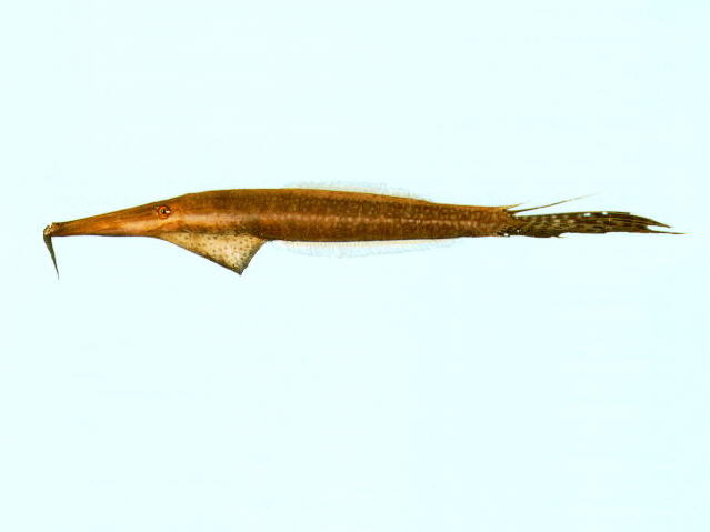 Anacanthus barbatus