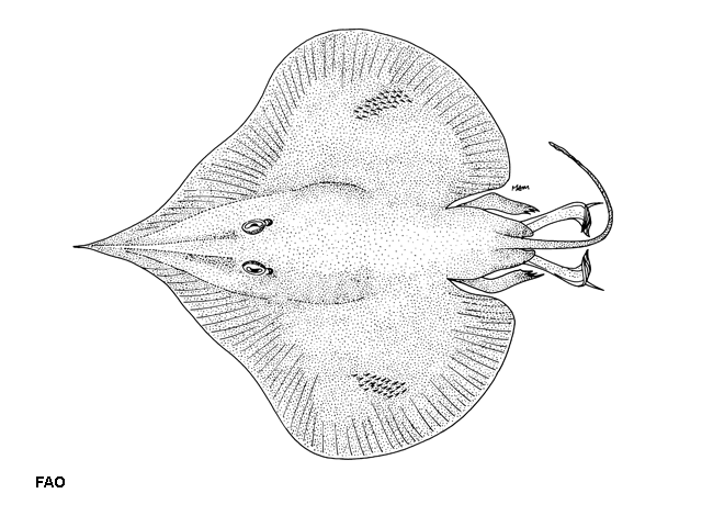 Sinobatis borneensis