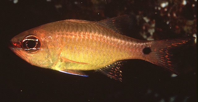 Ostorhinchus flavus