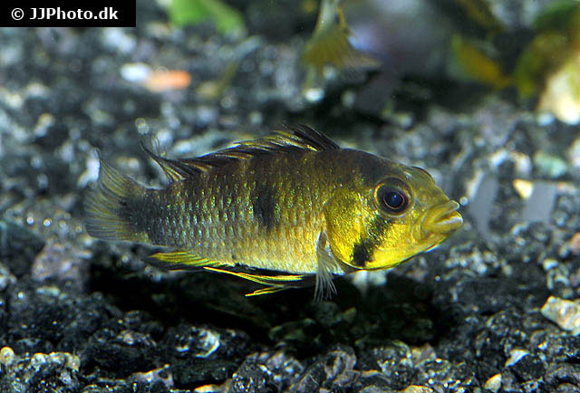 Apistogramma rositae