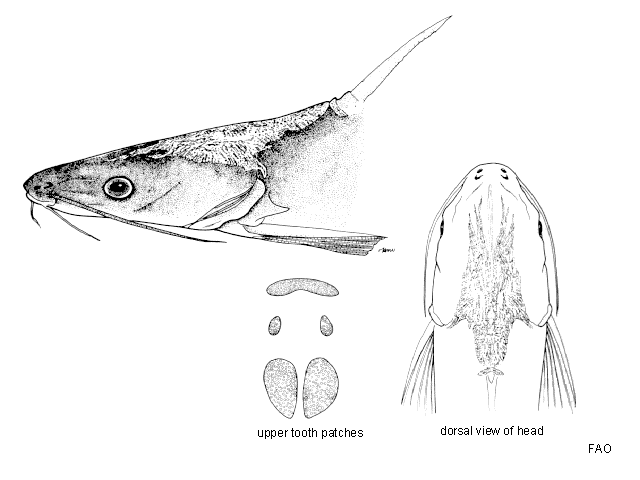 Plicofollis tonggol