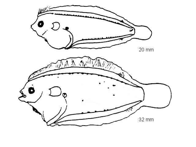 Arnoglossus imperialis