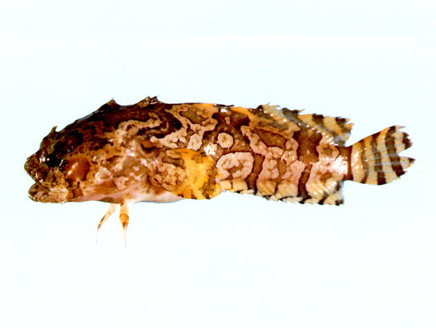 Batrachomoeus trispinosus