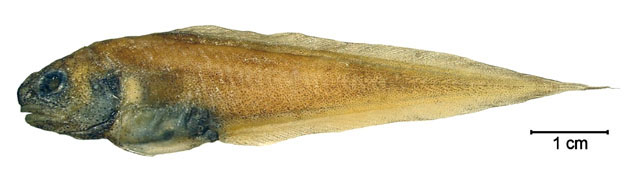 Benthocometes robustus