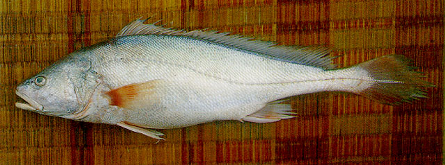 Boesemania microlepis