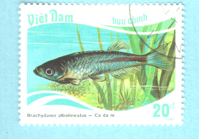 Danio albolineatus