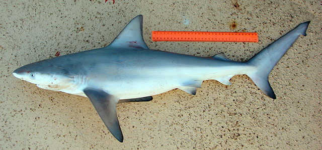 Carcharhinus amboinensis