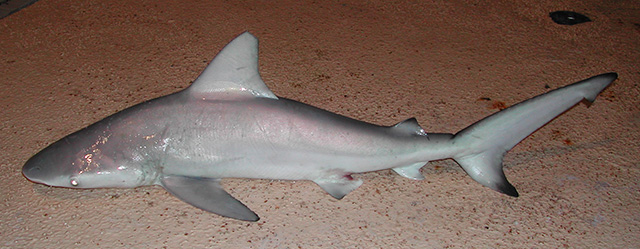 Carcharhinus amboinensis