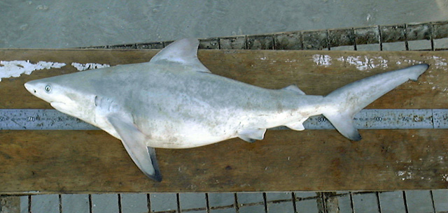 Carcharhinus amboinensis