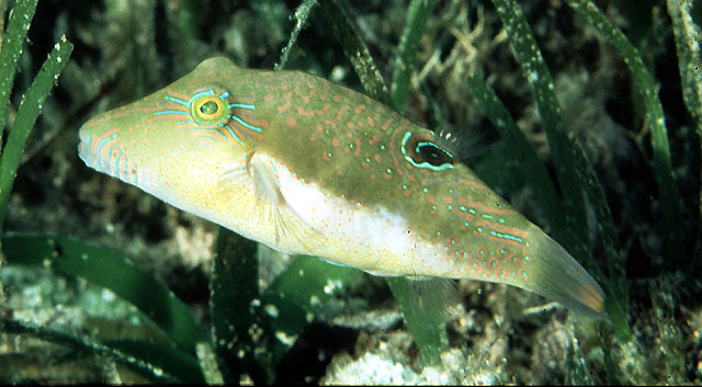 Canthigaster bennetti