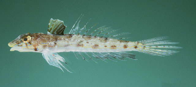 Callionymus caeruleonotatus