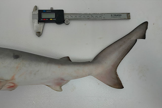 Carcharhinus cerdale