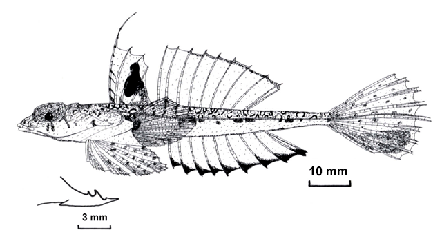 Callionymus futuna