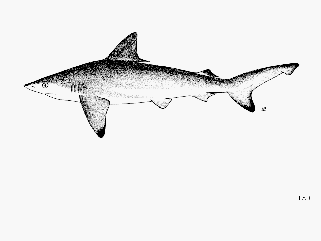 Carcharhinus hemiodon