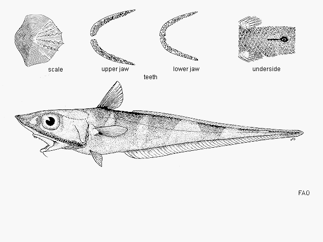 Coelorinchus hexafasciatus
