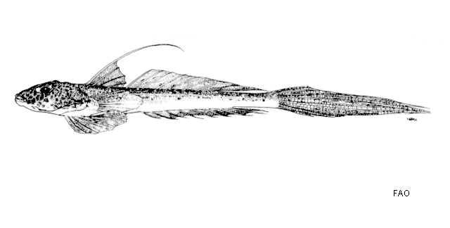 Callionymus margaretae