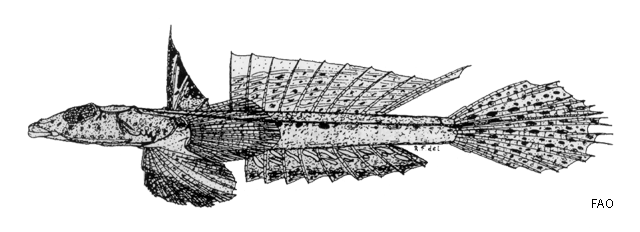 Callionymus melanotopterus